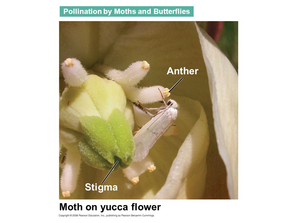 Anther Stigma Moth on yucca flower