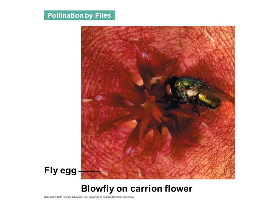 Blowfly on carrion flower