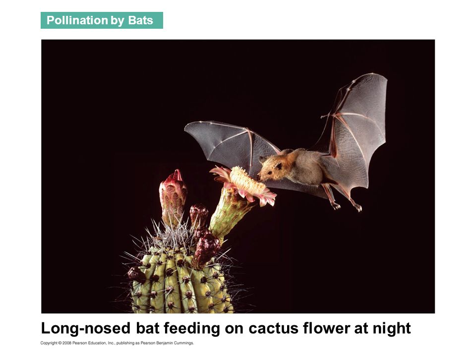Long-nosed bat feeding on cactus flower at night