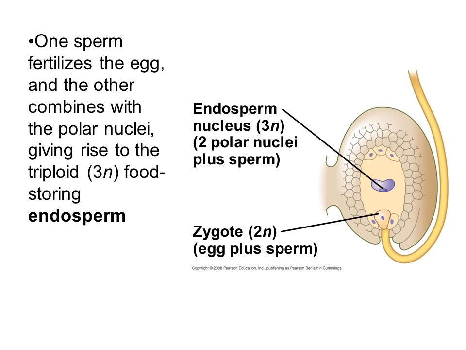 One sperm fertilizes the egg, and the other combines with the polar nuclei, giving rise to the triploid (3n) food-storing endosperm