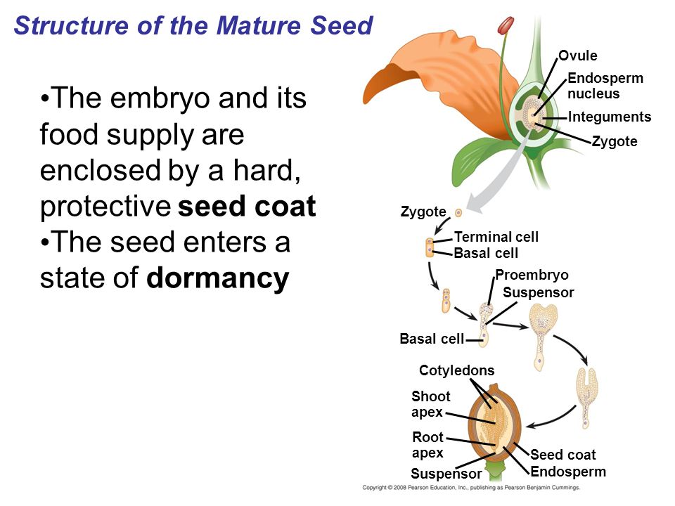 Structure of the Mature Seed