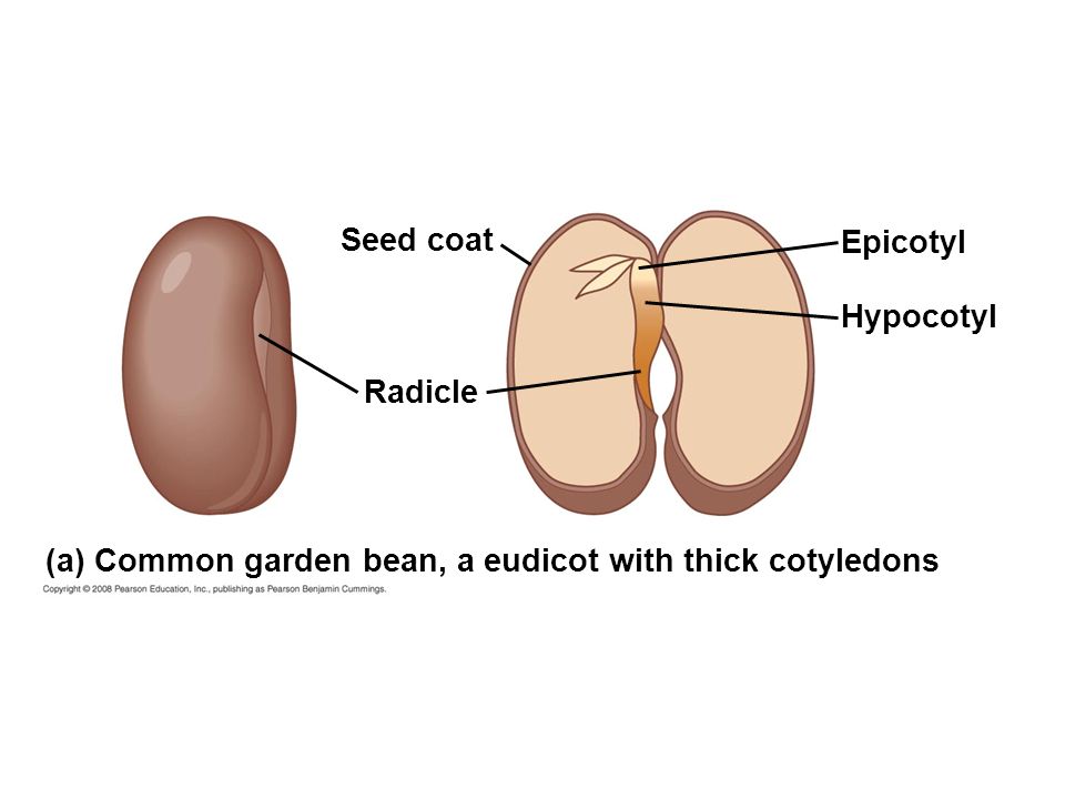 Seed coat Epicotyl Hypocotyl Radicle (a) Common garden bean, a eudicot with thick cotyledons