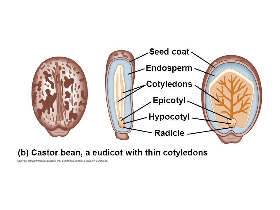 Seed coat Endosperm. Cotyledons. Epicotyl. Hypocotyl.