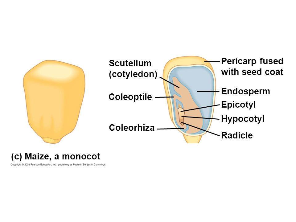 Pericarp fused with seed coat. Scutellum. (cotyledon) Endosperm. Coleoptile. Epicotyl. Hypocotyl.