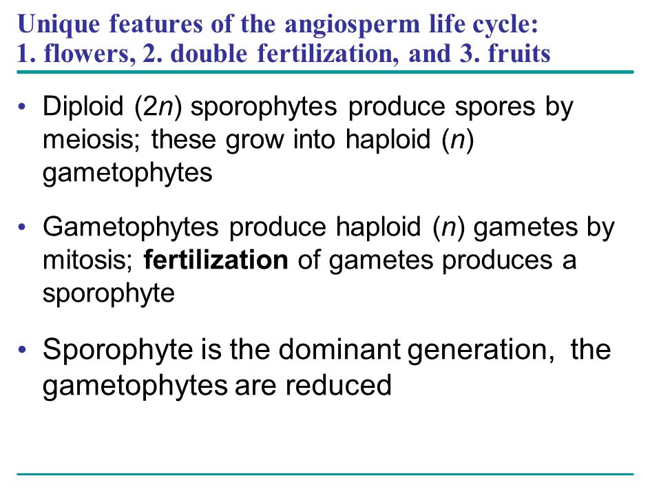 Sporophyte is the dominant generation, the gametophytes are reduced