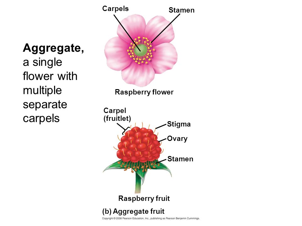 Aggregate, a single flower with multiple separate carpels