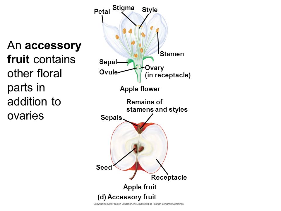 An accessory fruit contains other floral parts in addition to ovaries