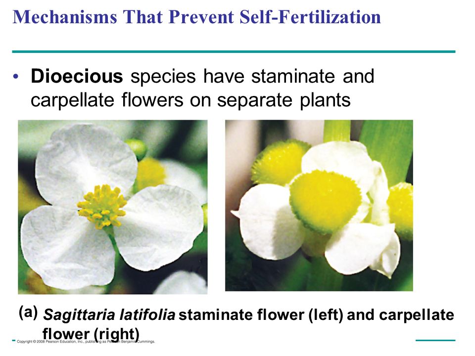 Mechanisms That Prevent Self-Fertilization