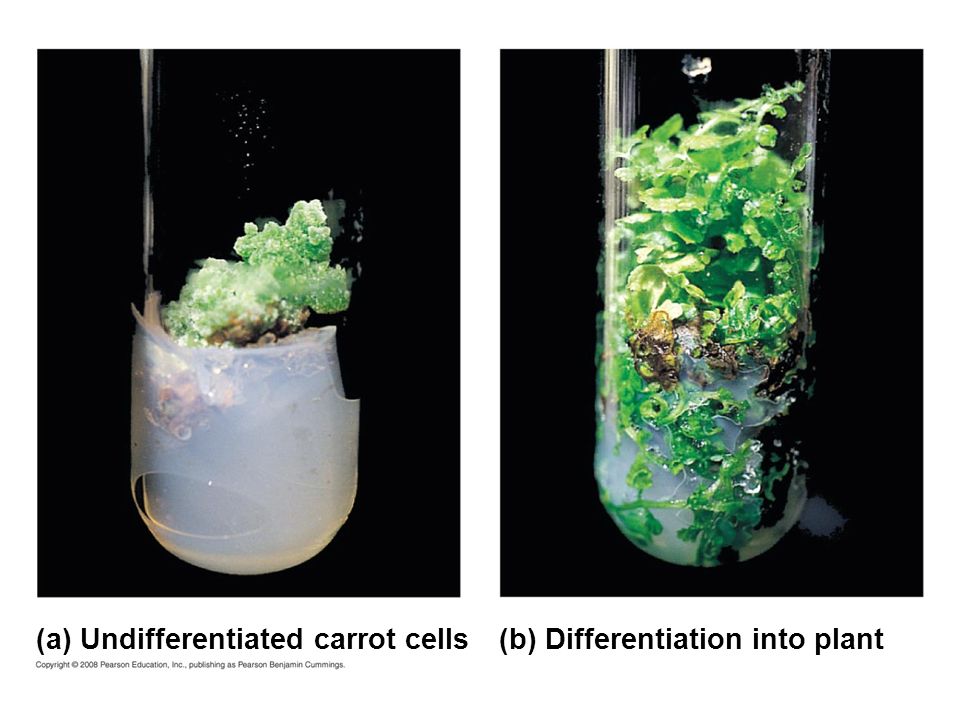 (a) Undifferentiated carrot cells