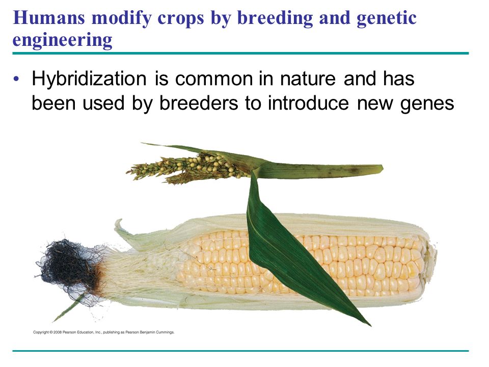 Humans modify crops by breeding and genetic engineering