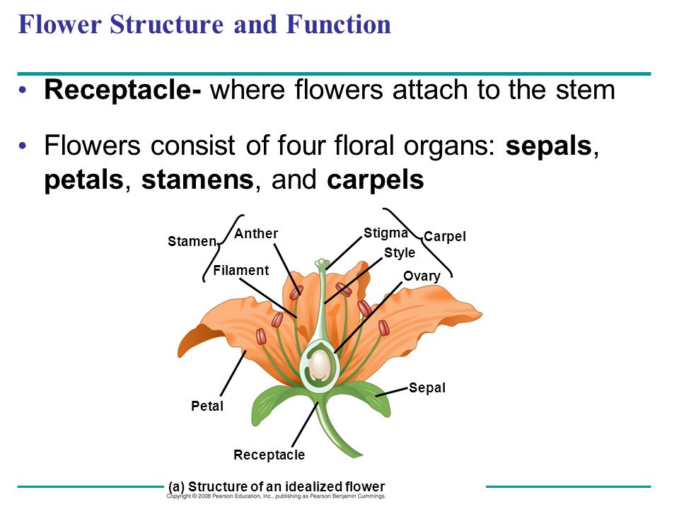 Flower Structure and Function