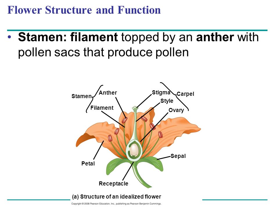 Flower Structure and Function