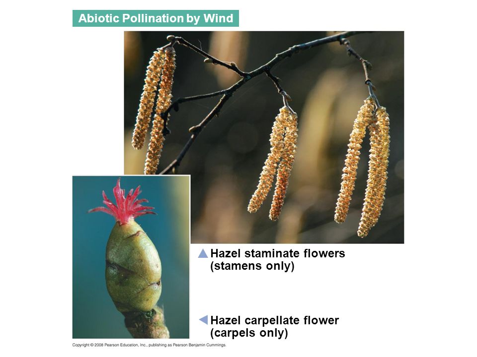 Abiotic Pollination by Wind