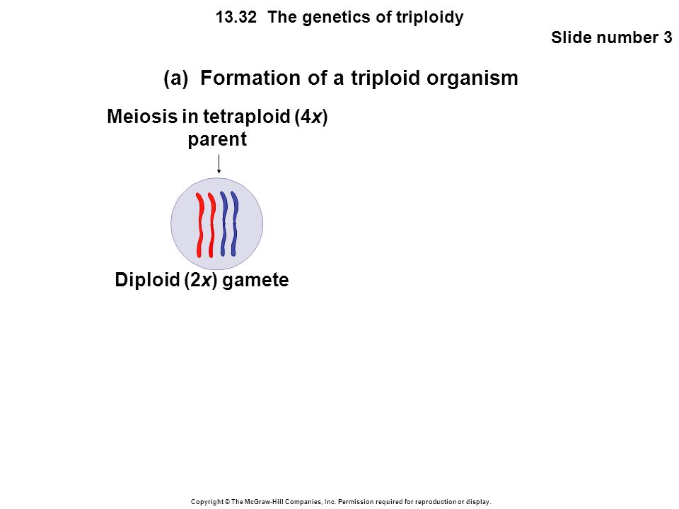 Meiosis in tetraploid (4x)