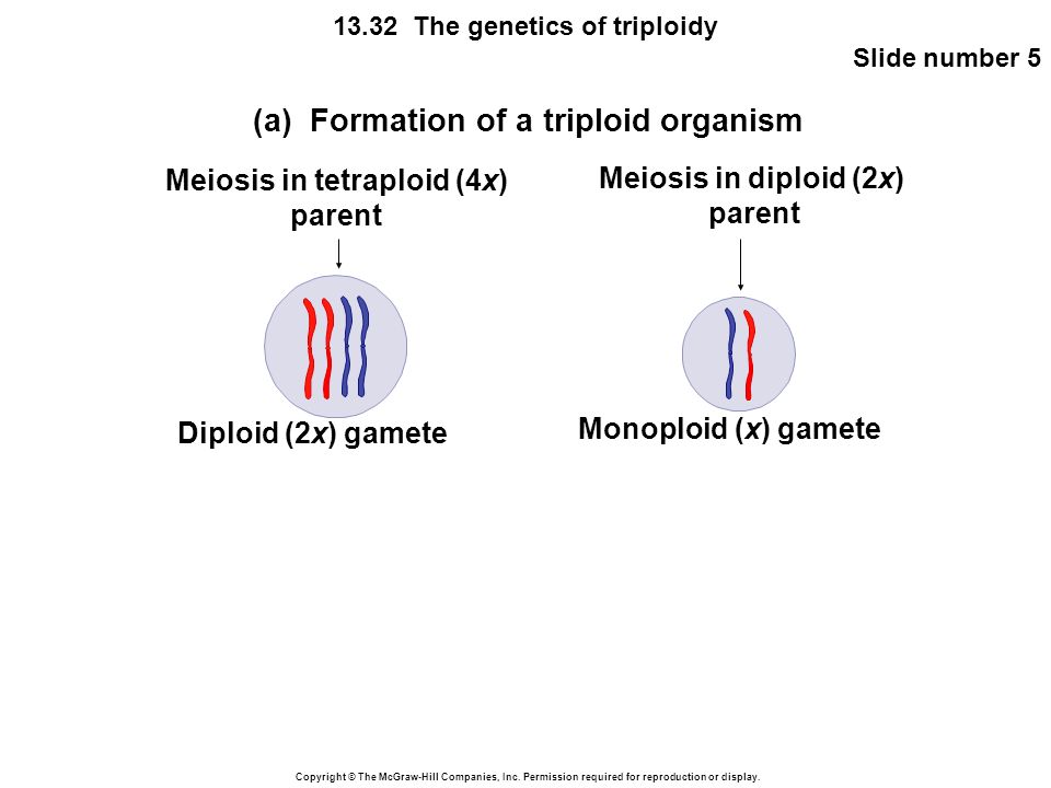 Meiosis in tetraploid (4x)