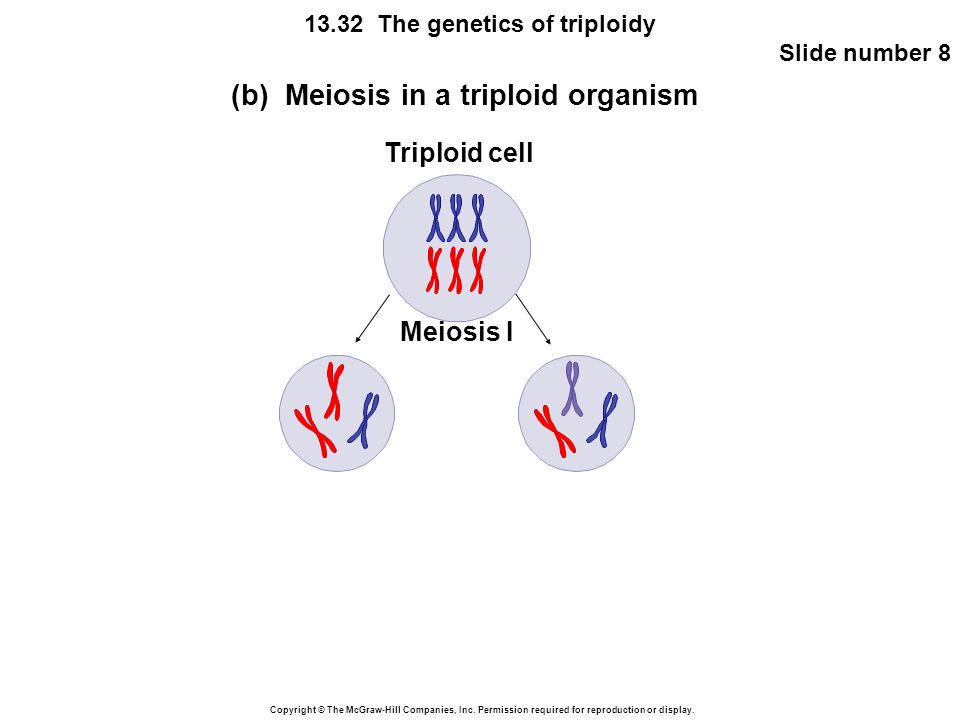 (b) Meiosis in a triploid organism