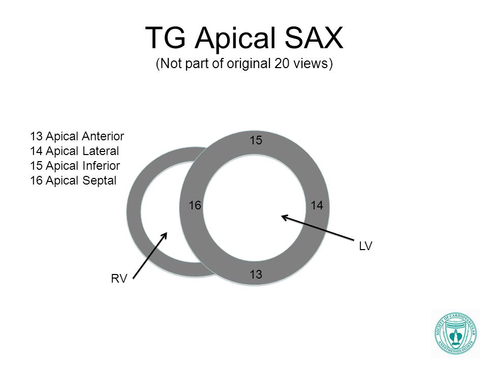 TG Apical SAX (Not part of original 20 views)