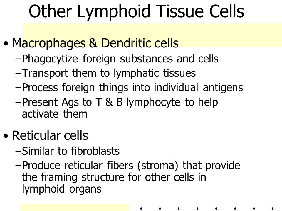 Other Lymphoid Tissue Cells