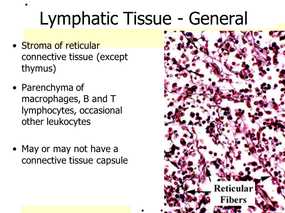 Lymphatic Tissue - General
