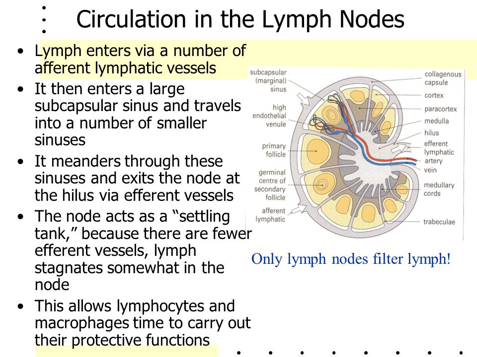 Circulation in the Lymph Nodes