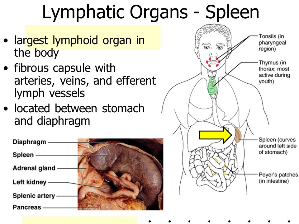 Lymphatic Organs - Spleen
