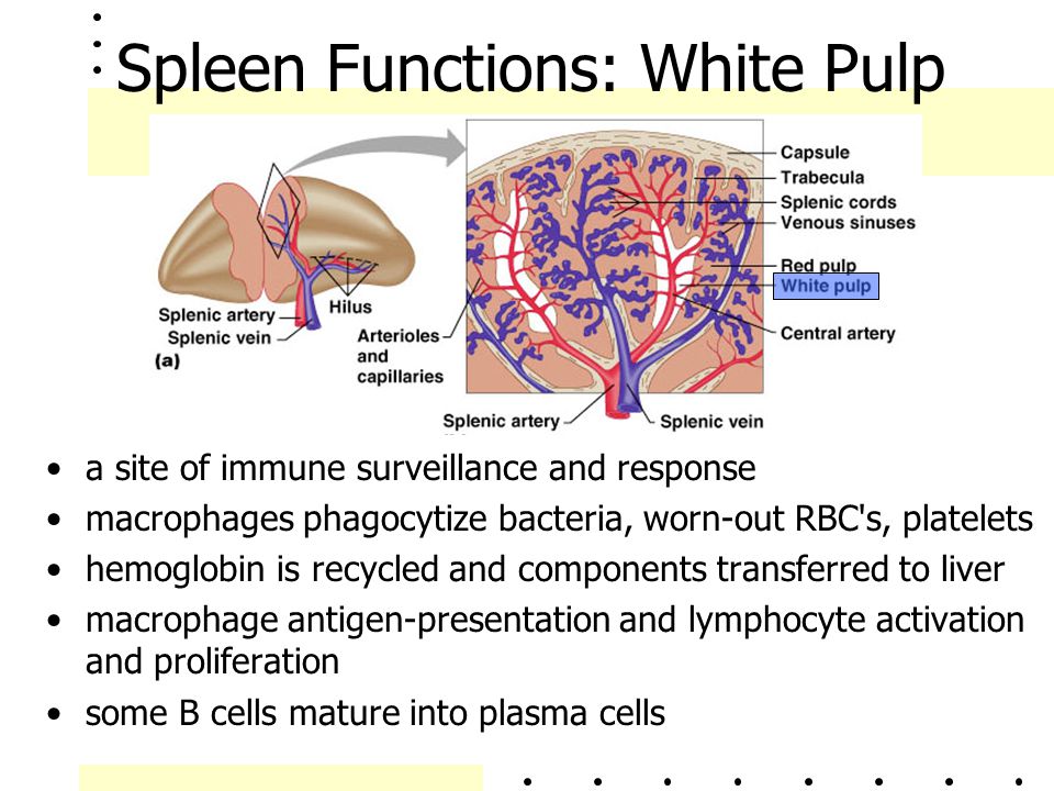 Spleen Functions: White Pulp