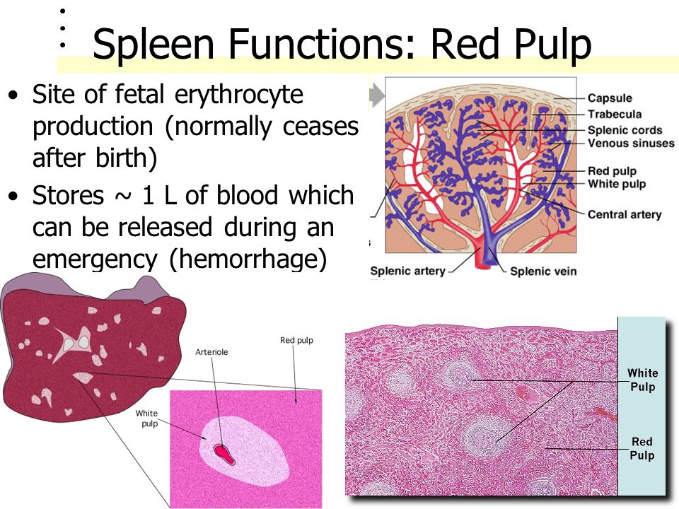Spleen Functions: Red Pulp