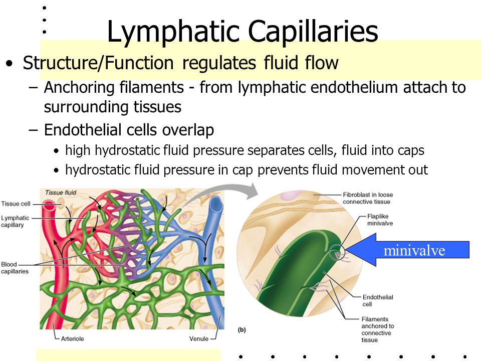Lymphatic Capillaries