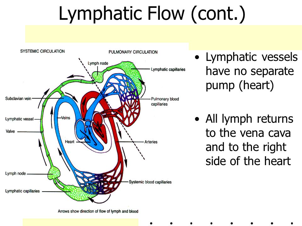 Lymphatic Flow (cont.) Lymphatic vessels have no separate pump (heart)