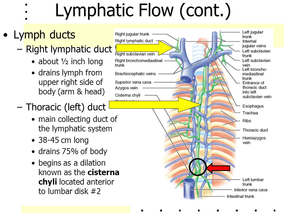 Lymphatic Flow (cont.) Lymph ducts Right lymphatic duct