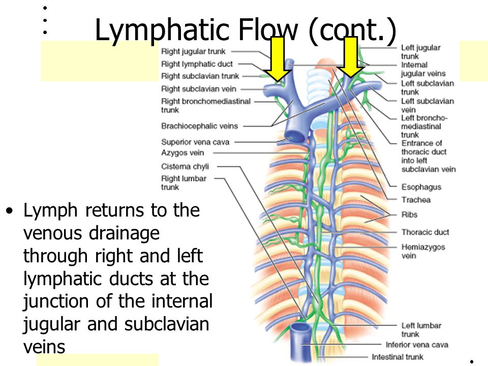 Lymphatic Flow (cont.)