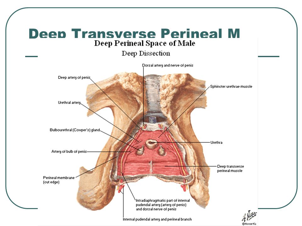 Perineal hernia anal gland