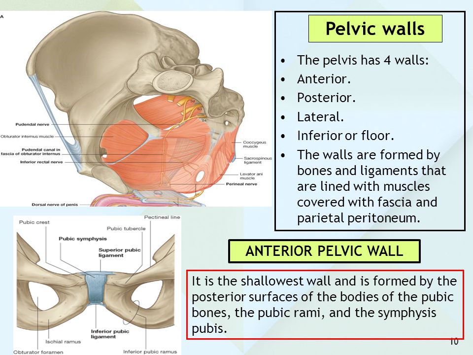 Pelvic walls ANTERIOR PELVIC WALL The pelvis has 4 walls: Anterior.