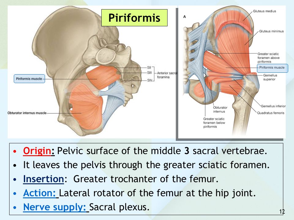 Piriformis Origin: Pelvic surface of the middle 3 sacral vertebrae.
