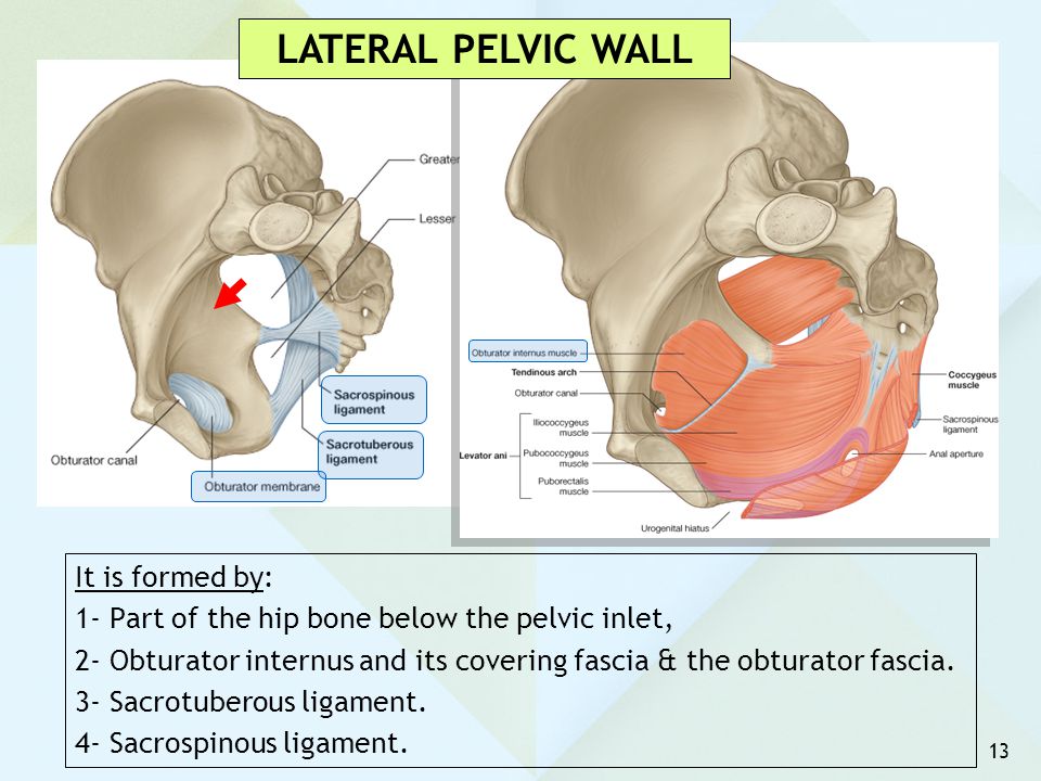 LATERAL PELVIC WALL It is formed by: