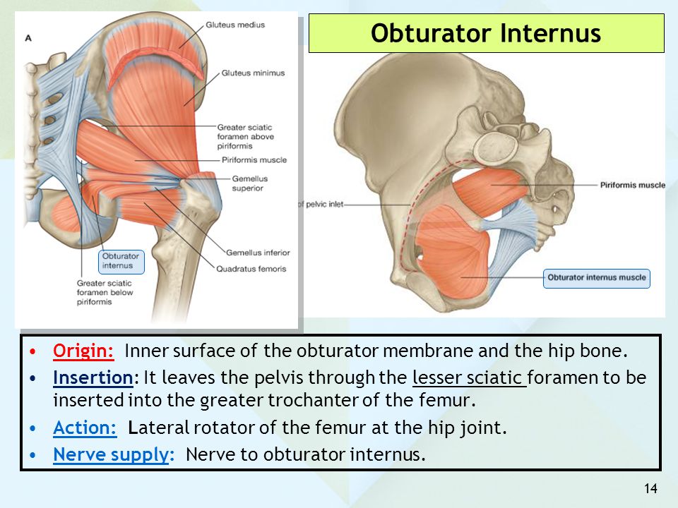 Obturator Internus Origin: Inner surface of the obturator membrane and the hip bone.