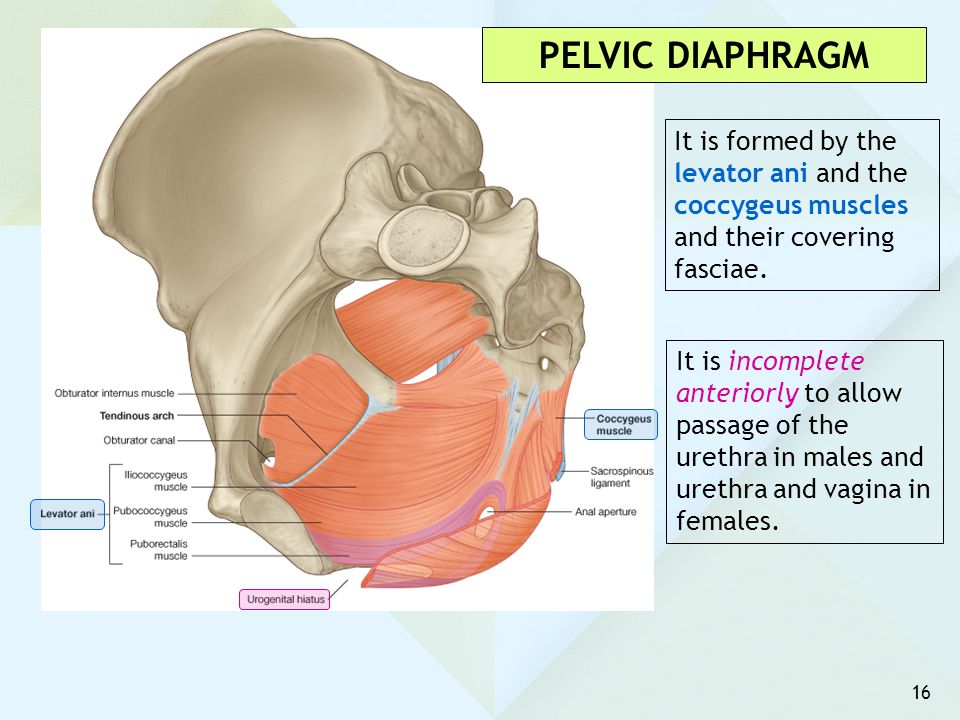 PELVIC DIAPHRAGM It is formed by the levator ani and the coccygeus muscles and their covering fasciae.