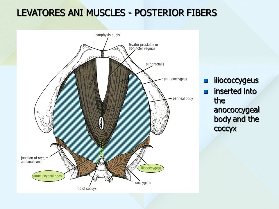 LEVATORES ANI MUSCLES - POSTERIOR FIBERS