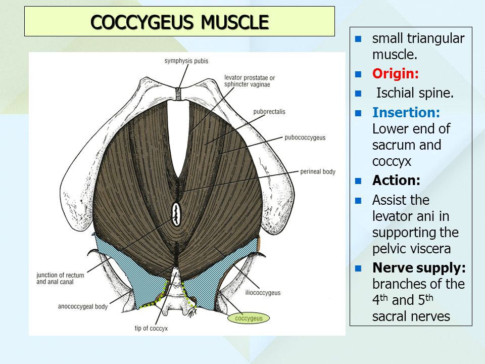 COCCYGEUS MUSCLE small triangular muscle. Origin: Ischial spine.