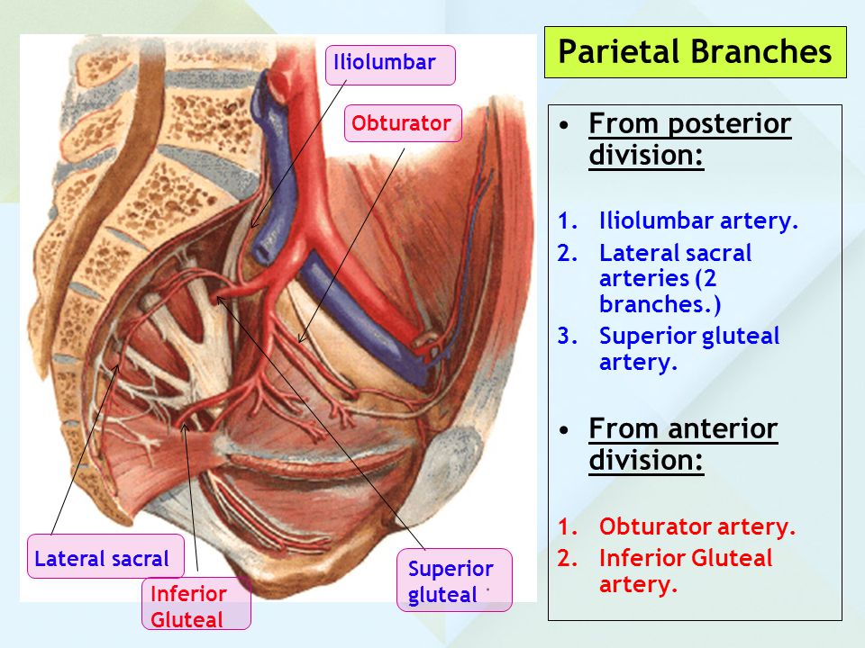 Parietal Branches From posterior division: From anterior division: