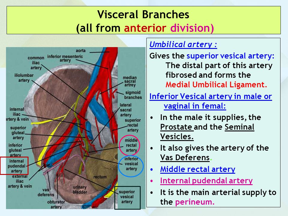 Visceral Branches (all from anterior division)