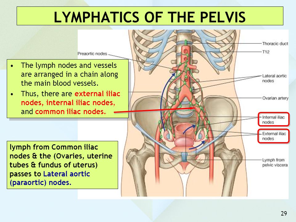 LYMPHATICS OF THE PELVIS