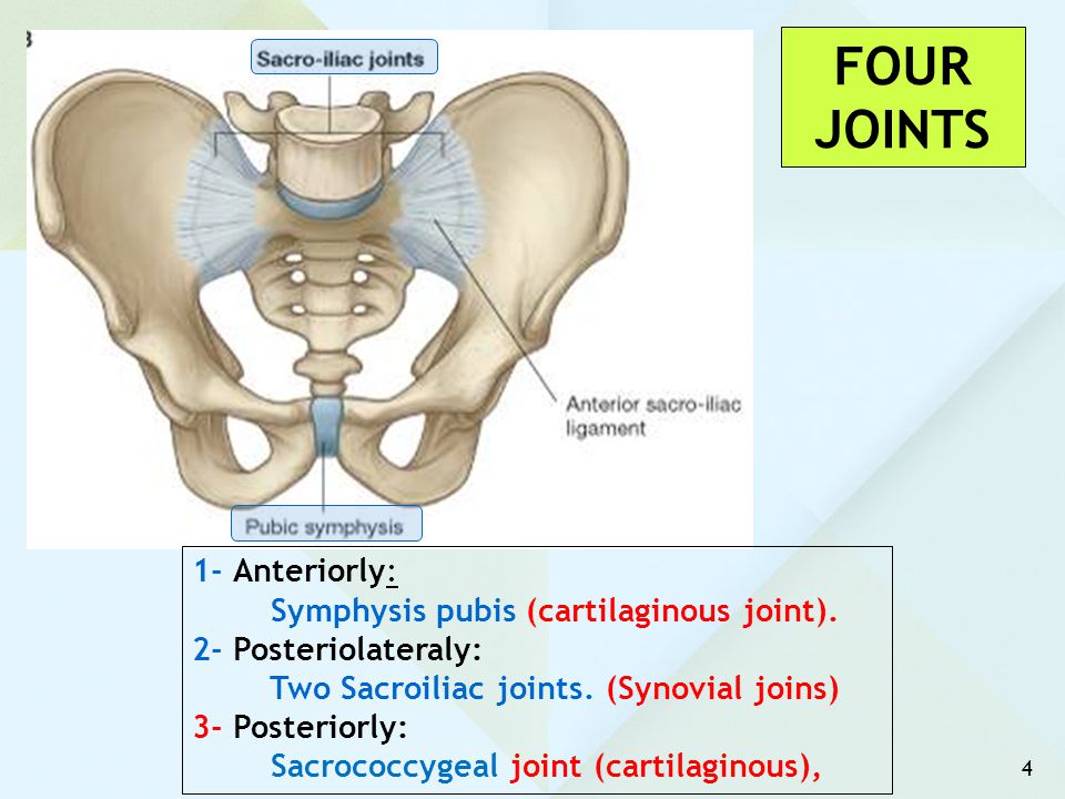 FOUR JOINTS 1- Anteriorly: Symphysis pubis (cartilaginous joint).