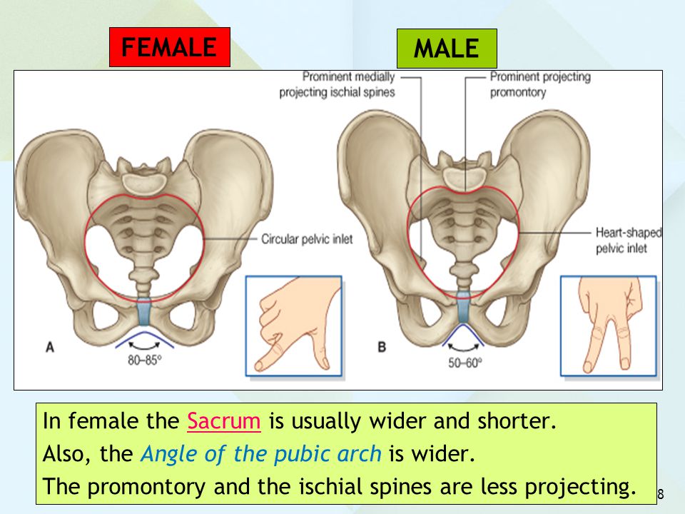 FEMALE MALE In female the Sacrum is usually wider and shorter.