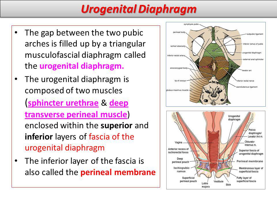 Perineal hernia anal gland