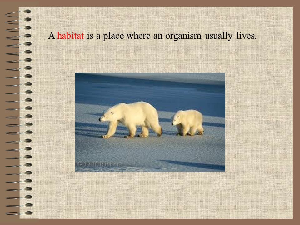 A habitat is a place where an organism usually lives.