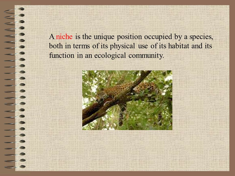 A niche is the unique position occupied by a species,