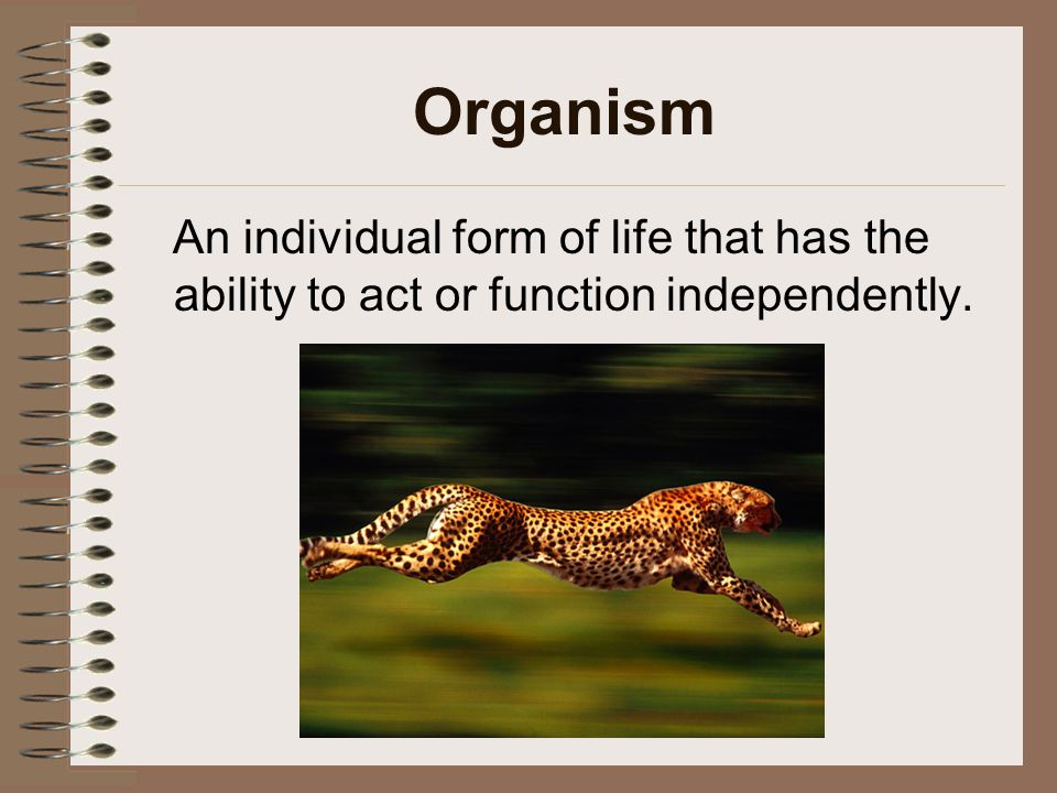 Organism An individual form of life that has the ability to act or function independently.