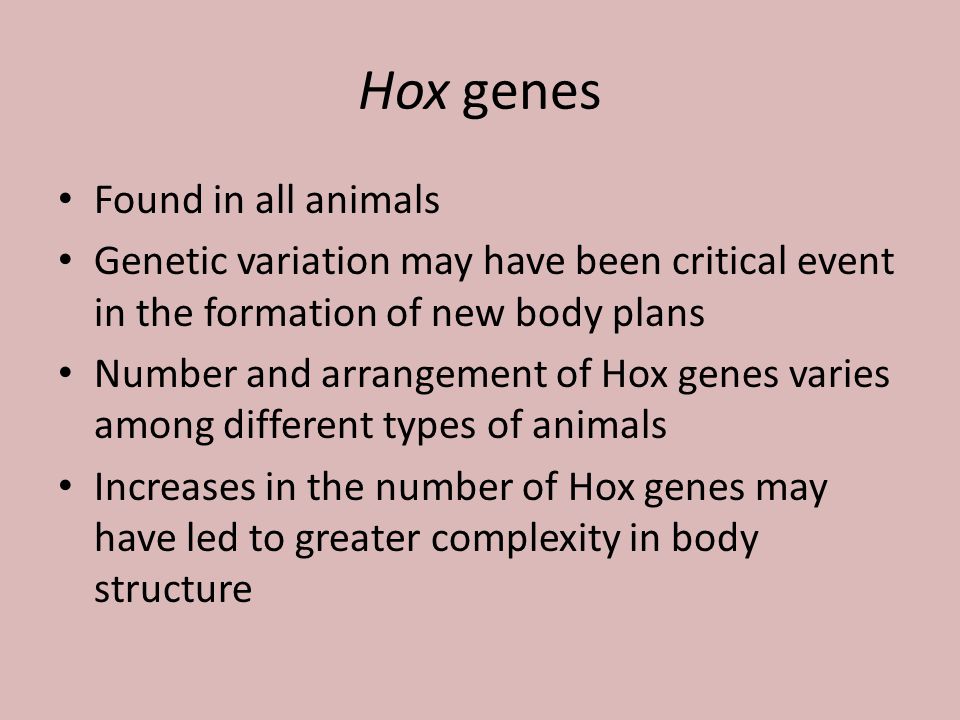 Hox genes Found in all animals