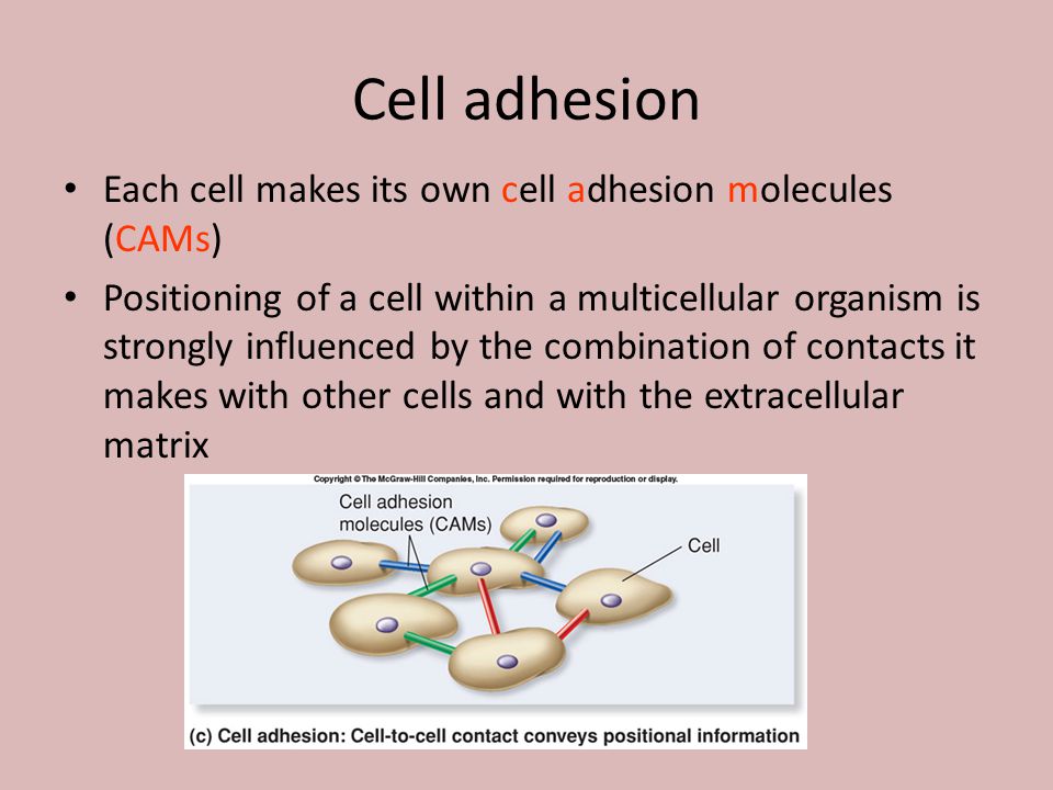 Cell adhesion Each cell makes its own cell adhesion molecules (CAMs)